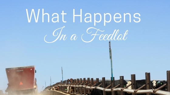 what-happens-in-a-feedlot